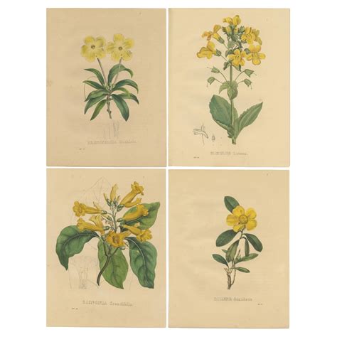 Vintage botanical print of a bouquet of flowers