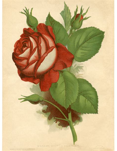 Vintage Rose Printable