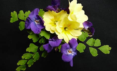 Violets and primroses in a bouquet