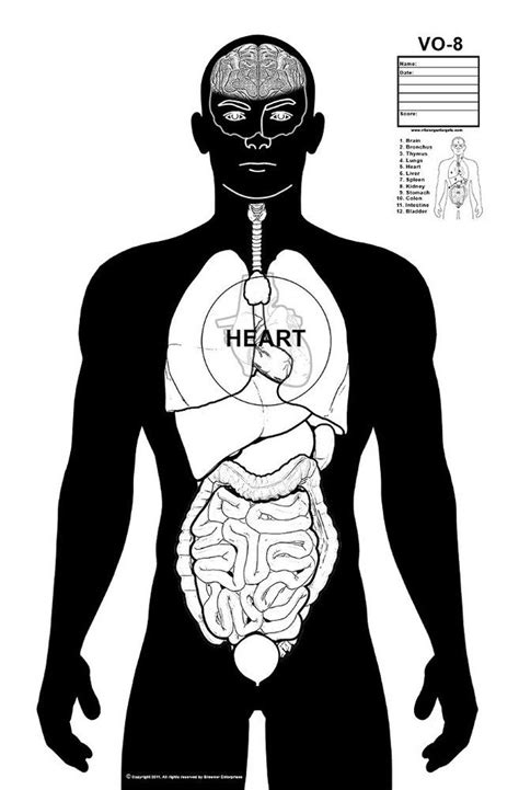 Vital organ target template