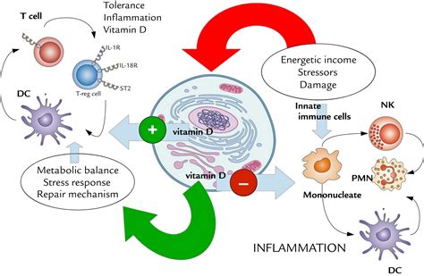 Vitamin D benefits for immune system regulation