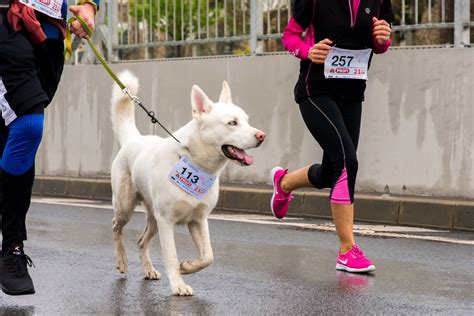 Walk-a-thon Participant Engagement Strategies