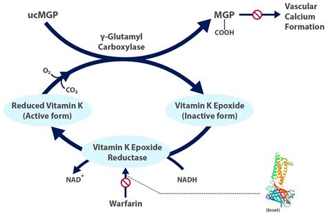 Warfarin Mechanism