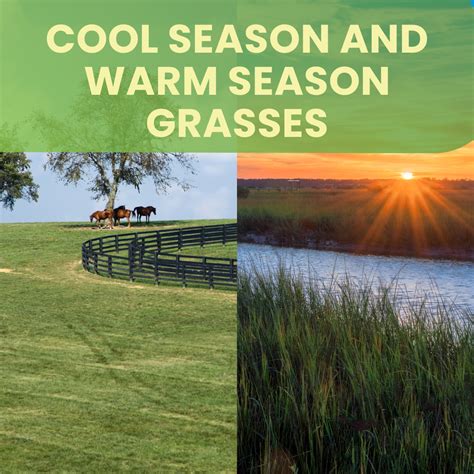 Warm-Season Grasses Tips