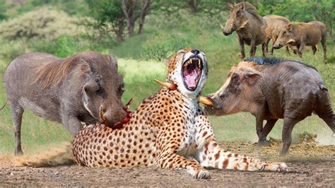 Warthog Attack