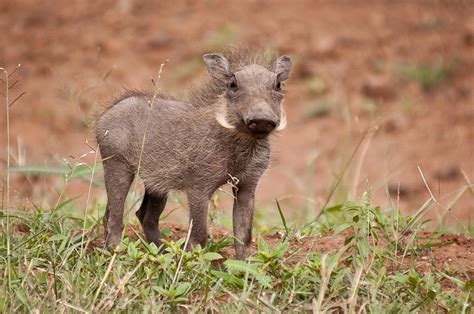 Warthog baby