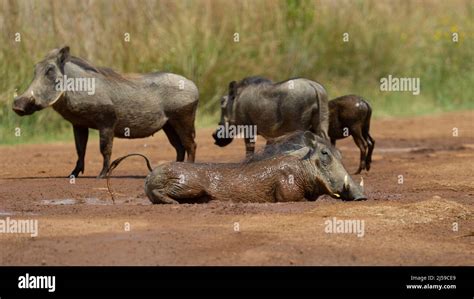 Warthog behavior and body language