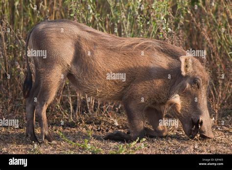 Warthog running from a predator