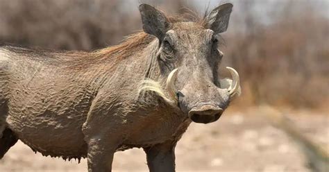 Warthog Behavior