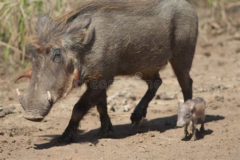 Warthog biodiversity