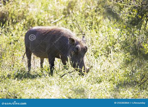 Warthog body shape