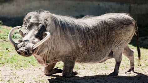 Warthog care and maintenance