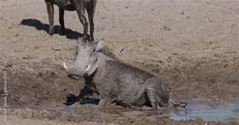 Warthog climate change impacts