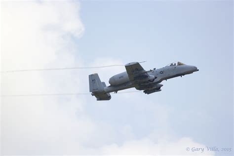 Warthog climbing a hill