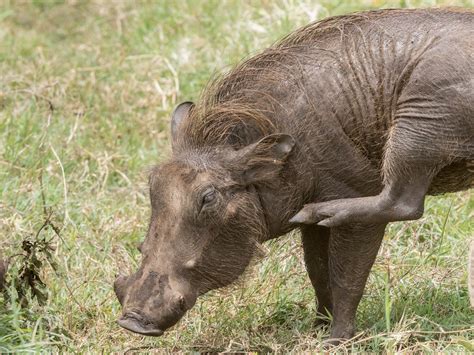 Warthog conservation