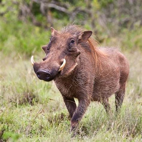 Warthog in its natural habitat