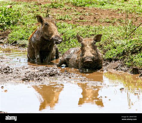 Warthog conservation efforts