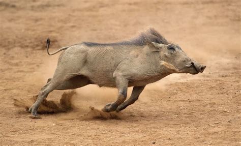 Warthog dietary needs