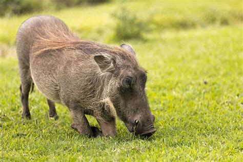 Warthog diet and nutrition