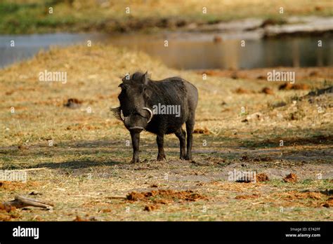 Warthog enjoying life