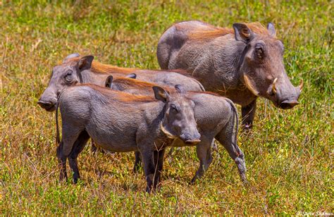 Warthog family