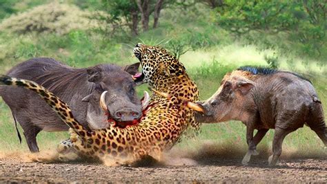 Warthog ferocity