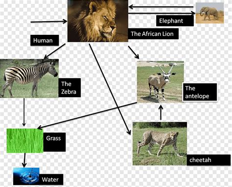 Warthog food chain