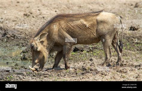 Warthog foraging