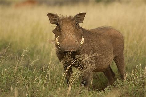 A warthog in a naturalistic environment