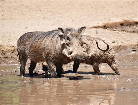 Warthog with friends