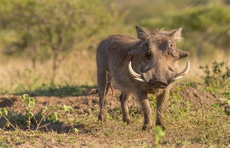 Warthog habitat in Africa