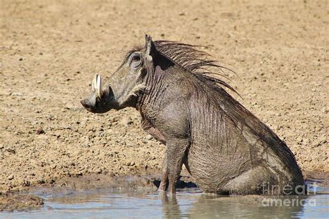 Warthog happiness