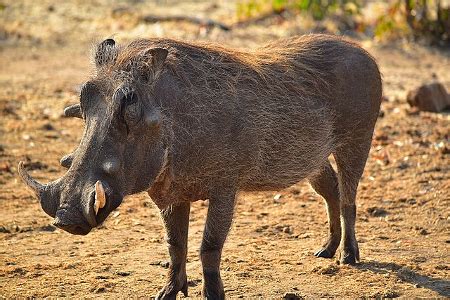 A warthog enjoying a healthy meal