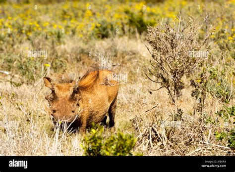 A warthog hiding in a tunnel