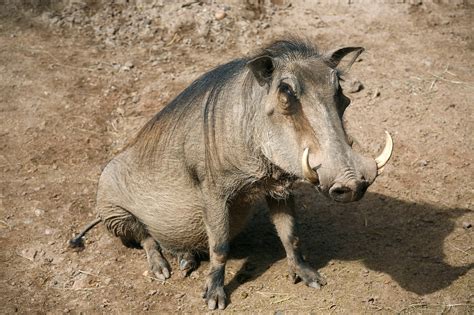 Warthog hooves