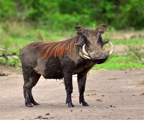 Warthog in the savannah