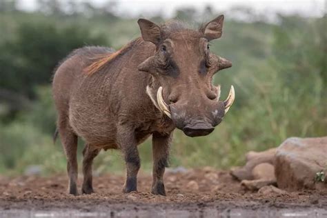 Interesting warthog facts