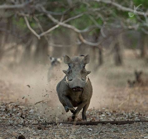 Warthog jogging in the wild