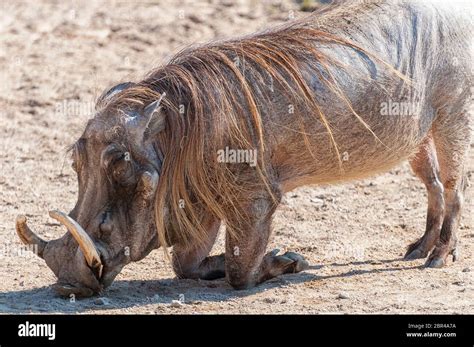 Warthog leg muscles