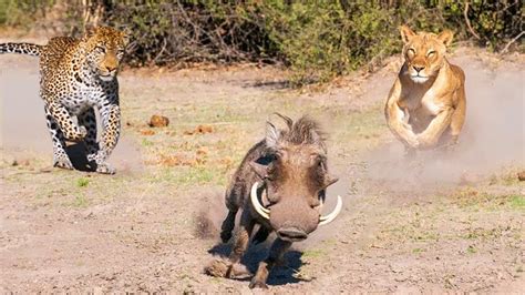 Warthog predators and threats