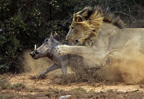 Warthog predators and threats