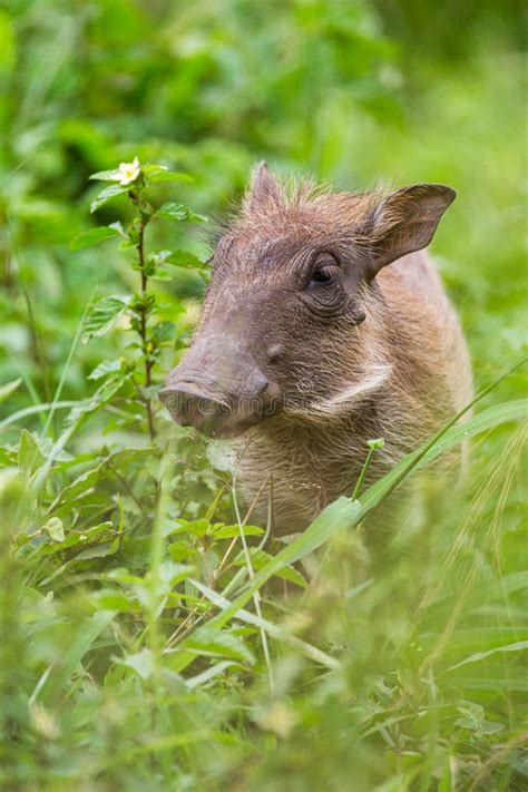 Warthog relaxing