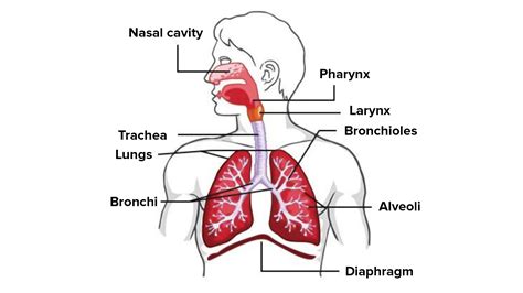 Warthog respiratory system