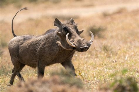 Warthog running in the wild