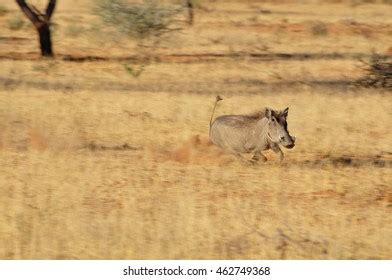 Warthog running from predator