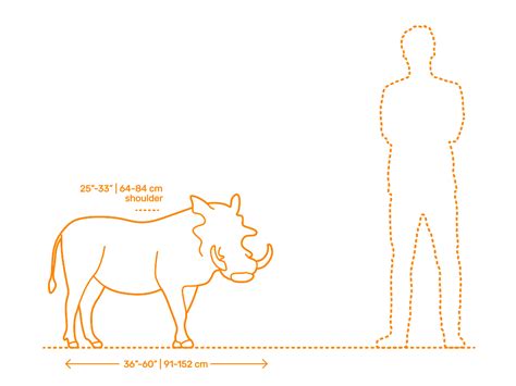 Warthog Size