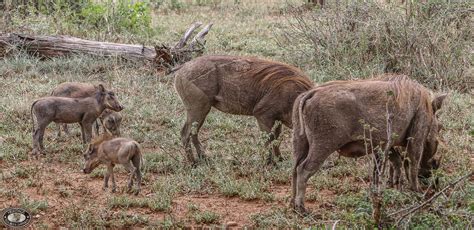 Warthog social behavior