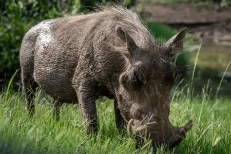 Warthog social structure and behavior