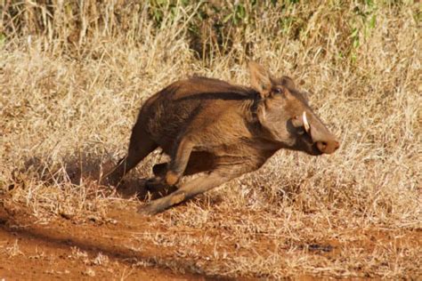 Warthog running in the savannah