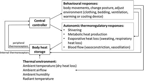 Warthog thermoregulation